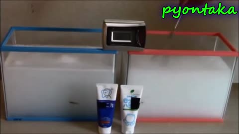 合成界面活性剤入り歯磨き粉をメダカのいる水槽に入れた結果