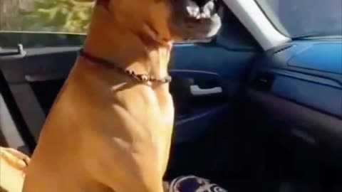 Driver Conceals Unrestrained Dog When Passing Police