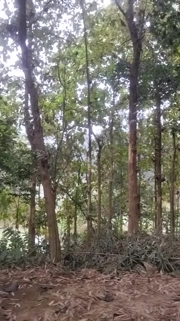 🌿 Bamboo Garden Walk | Peaceful Nature & Greenery