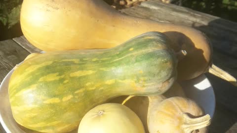 Pumpkin harvest