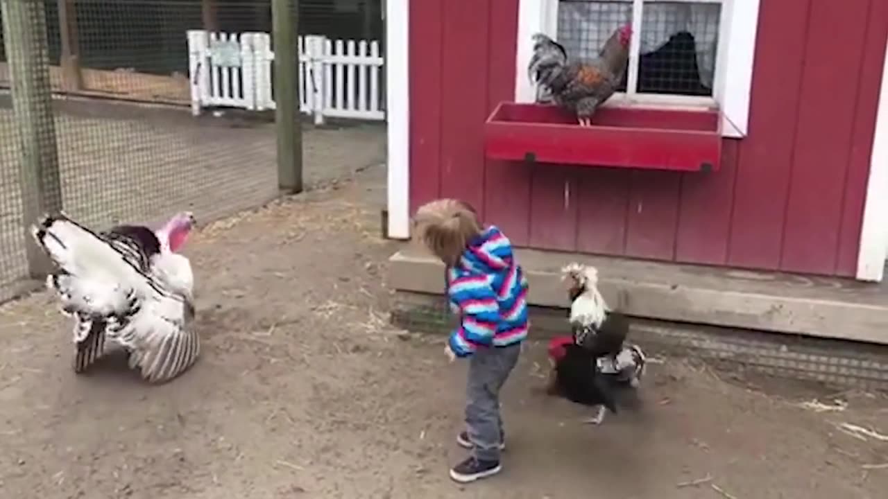 BOY IS ATTACKED BY A VICIOUS CLUCKER