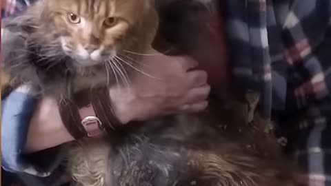 Old Man Saves Dying Cat ❤️ #Viral