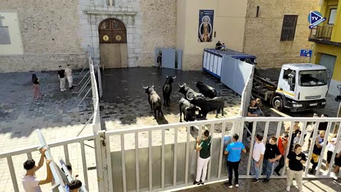 ENCIERRO Y DESENCIERRRO LA ESPUELA 4oct - FESTES DEL ROSER 2025