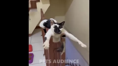 Funniest Cats Compilation 2025 try-not-to Laugh Funny Cats-Videos