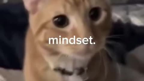 Orange Cats – Cutest Feline Moments! Subscribe & Like for More Cat Videos 🥰
