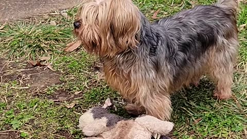 The Killing Fields, Yorkie vs Squeak Monkey, December 8, 2023 #yorkies #funnydogs #stuffedanimals