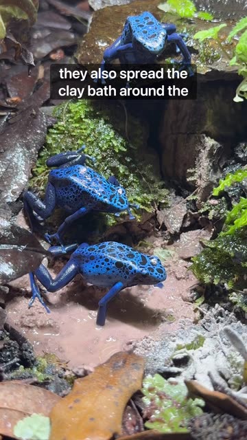 Why Is This Dart Frog Covered In Mud?