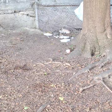 Oh my gosh! Cute kitten!