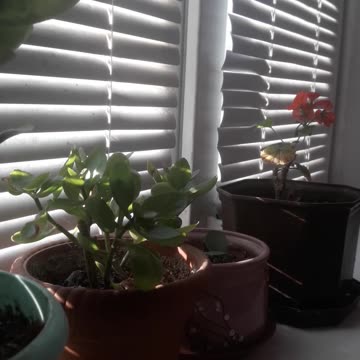 Flowers grow under restrictions