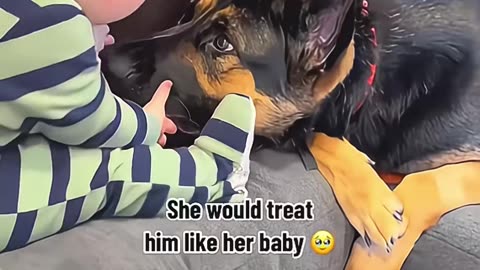 The dog poured all its tenderness into the love