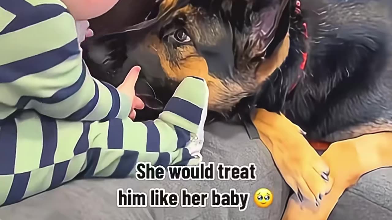 The dog poured all its tenderness into the love