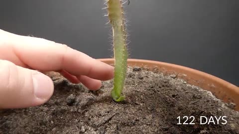 I grew a dragon fruit at home