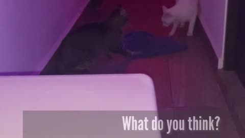😱🐈 Cat Pushed by an Unseen Force? | TheHauntingHour