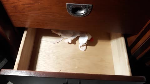 Pinky in the drawer ‎June ‎15, ‎2020, ‏‎1:13:38 AM