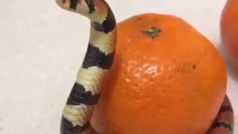 😂🐍 You Shall Not Pass! Epic Snake Block | FunFM
