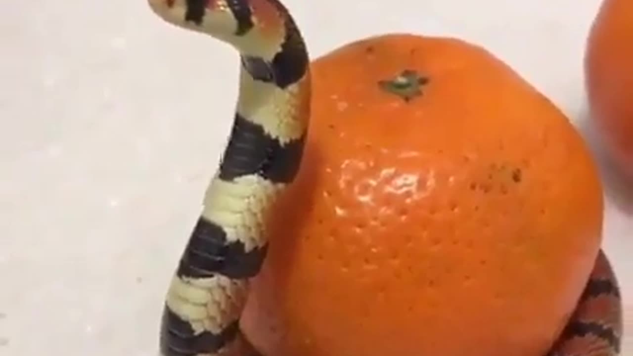 😂🐍 You Shall Not Pass! Epic Snake Block | FunFM