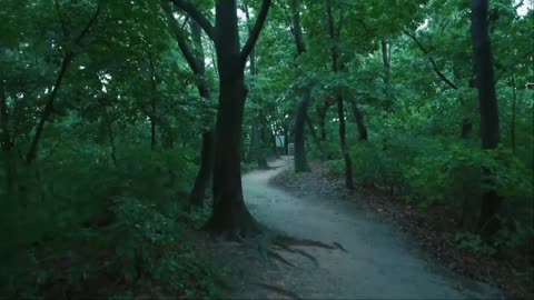 The rainy wanderer in walking in the forest