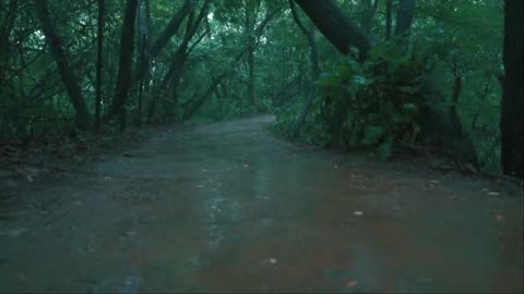 The rainy wanderer in walking in the forest