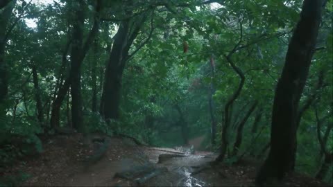 The rainy wanderer in walking in the forest