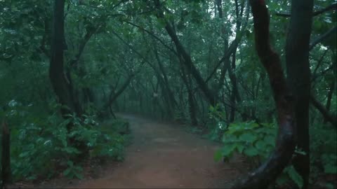 The rainy wanderer in walking in the forest