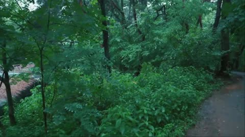 The rainy wanderer in walking in the forest