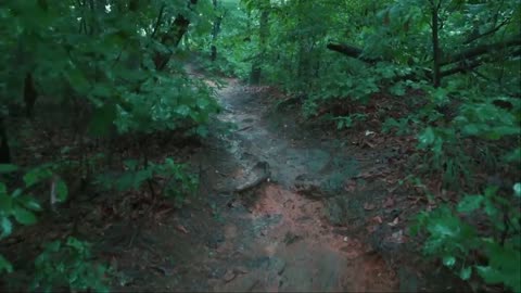 The rainy wanderer in walking in the forest