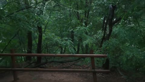 The rainy wanderer in walking in the forest