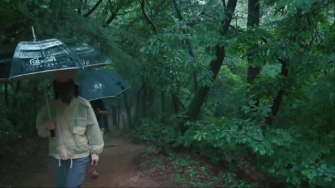 The rainy wanderer in walking in the forest