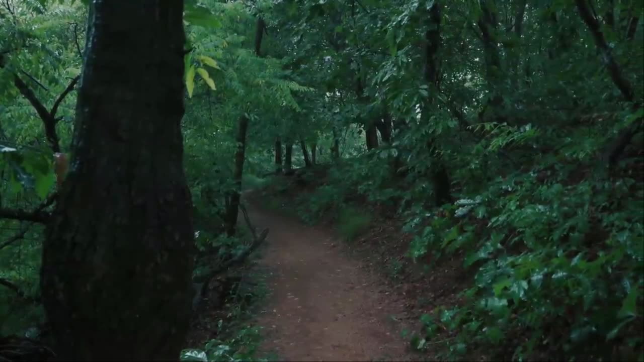 The rainy wanderer in walking in the forest