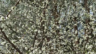 Beautiful Flowers - Nature...