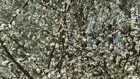 Beautiful Flowers - Nature...