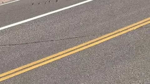 Quail Crossing