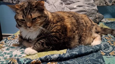 Wake, Stretch, Yawn, Walk Off: The Cat Bed Exit You Need to See