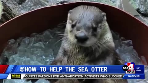 UVU student receives grant to help sea otters