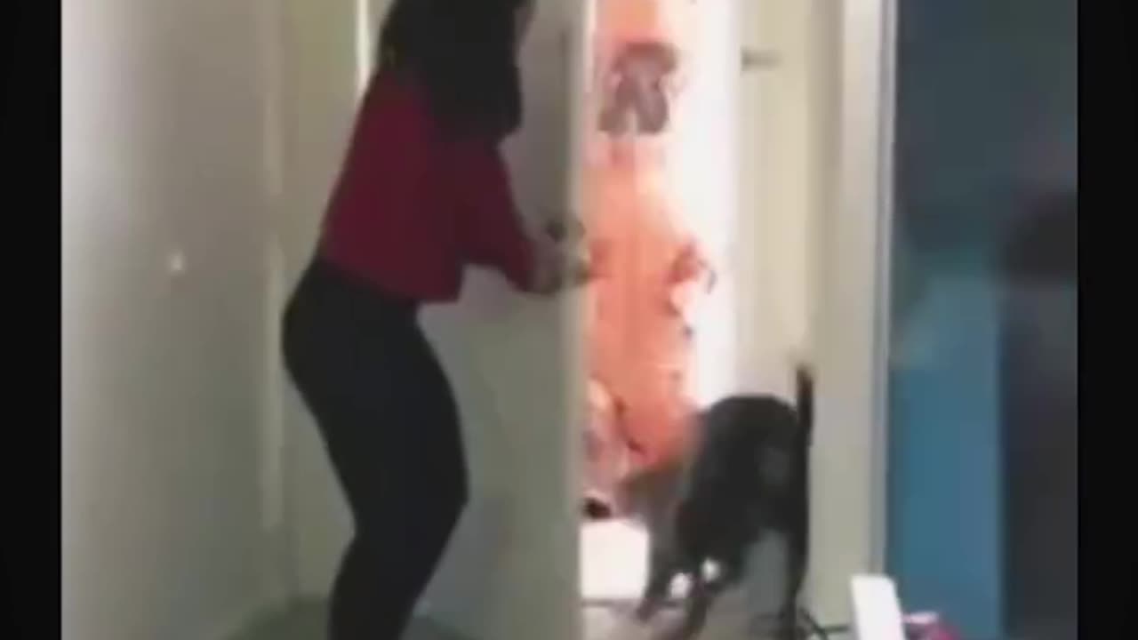 Prank with dog