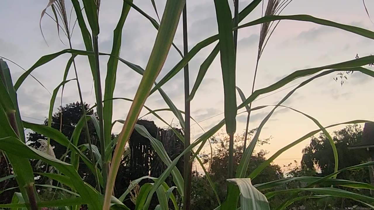 Full bloom immature Japanese Goliath Silver Grass,