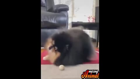 Pets Funny Videos and Cute Animals # _ Try Not to Laugh