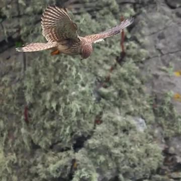 Hovering Kestrel