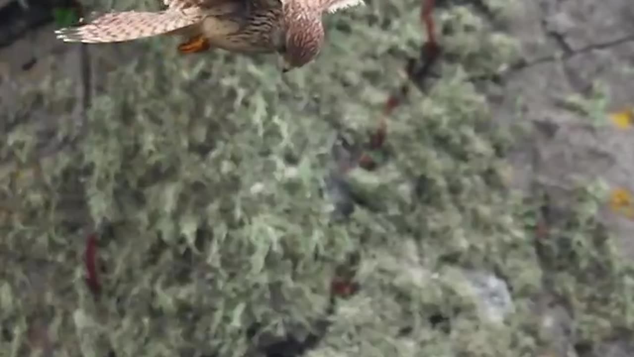 Hovering Kestrel