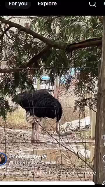BEFORE THE CFIA & AFTER 30+ DAYS UNDER THE CFIA's "care"