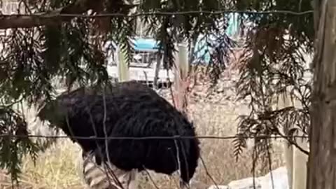 BEFORE THE CFIA & AFTER 30+ DAYS UNDER THE CFIA's "care"