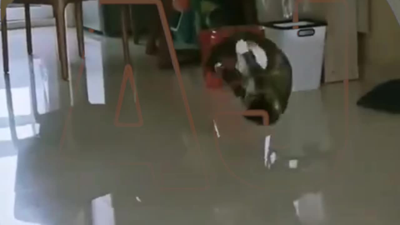 Funny video of
