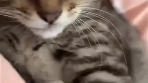 Cat Attacks Dog😁
