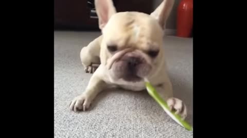 Dog toothbrusing fanny moments video