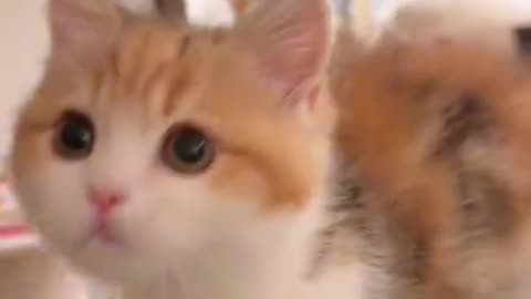 Dog's Comedy Videos 🤣 so cute videos 😍 viral video 😍 dog's and puppies comedy scenes 😂