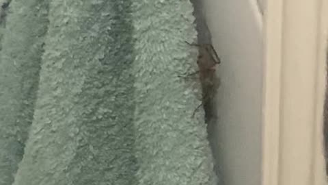 Guess I Won't Be Drying Myself