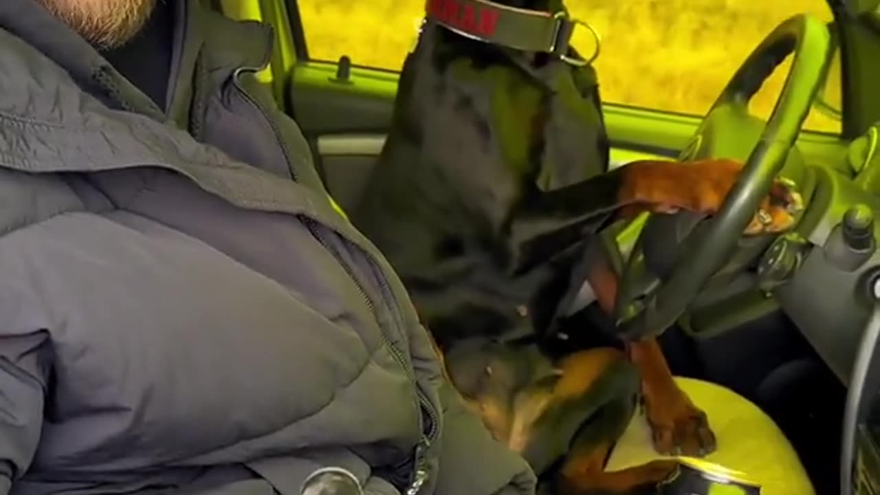 Teaching My Dog to Drive So I can Drink