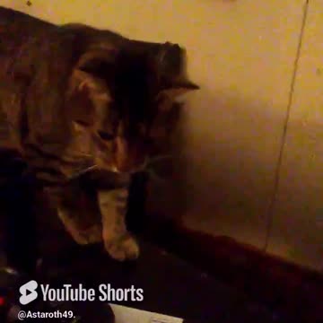 Someone is tempting fate! #youtubepetshort