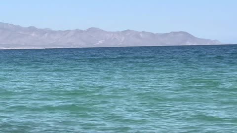 Folate (Folinic) Acid B9 s Impact on MTHFR, Autism, Thyroid and Wellness II