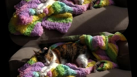 Paper jam? Printer technician Elsie is on the job! #SparklegleamFarm #Elsie #homestead